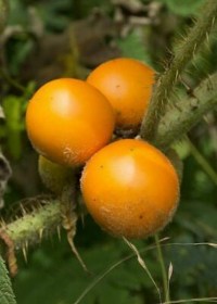 Naranjilla- Lulo  - Különleges padlizsánok az Egzotikus Növények Stúdiója kínálatából